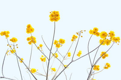 Yellow flowers against white background