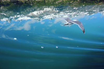 Flock of birds flying over water