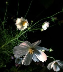 Close-up of white flowers