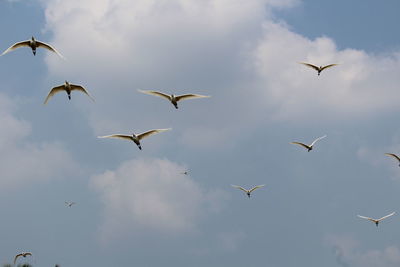 Low angle view of birds flying against sky