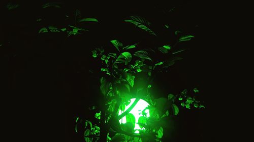 Low angle view of illuminated tree against black background