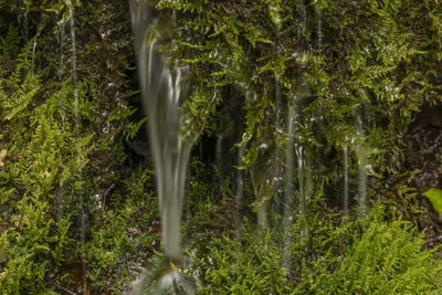 View of waterfall in forest