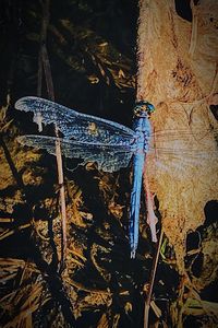 Close-up of dragonfly on plant