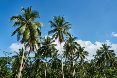 Low angle view of palm trees against sky