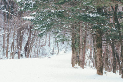 Trees on snow covered landscape