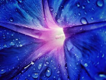 Close-up of raindrops on blue flower