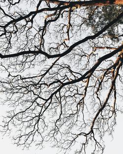 Low angle view of bare tree against clear sky