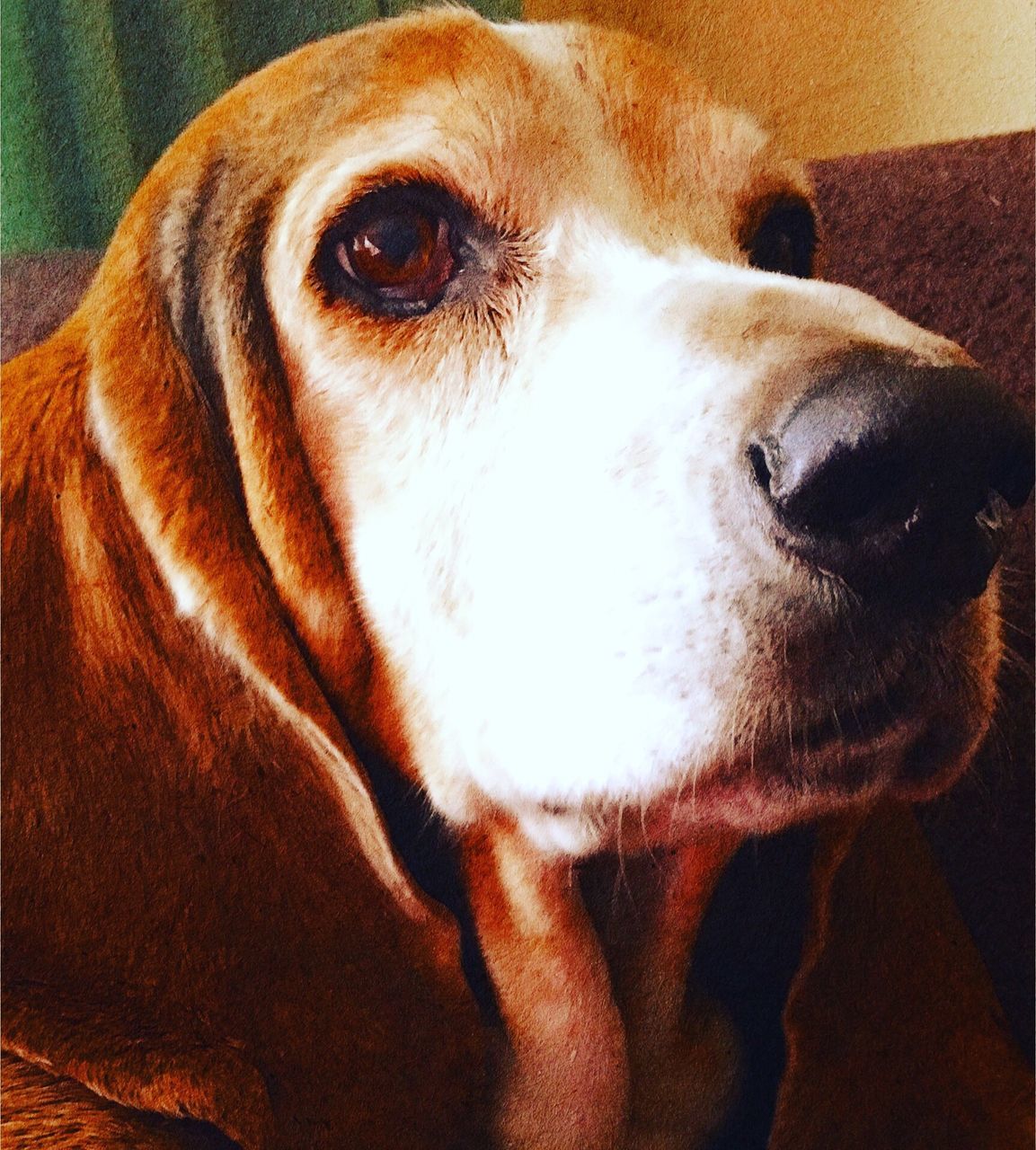 CLOSE-UP OF DOG LOOKING AT CAMERA