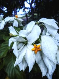 Close-up of white flowering plant