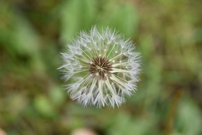 Close-up of dandelion