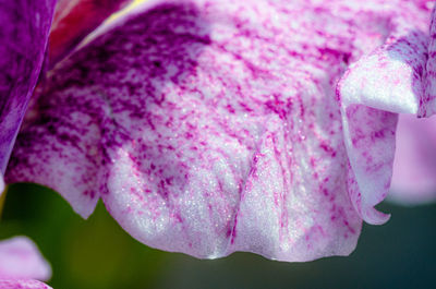 Close-up of pink rose flower
