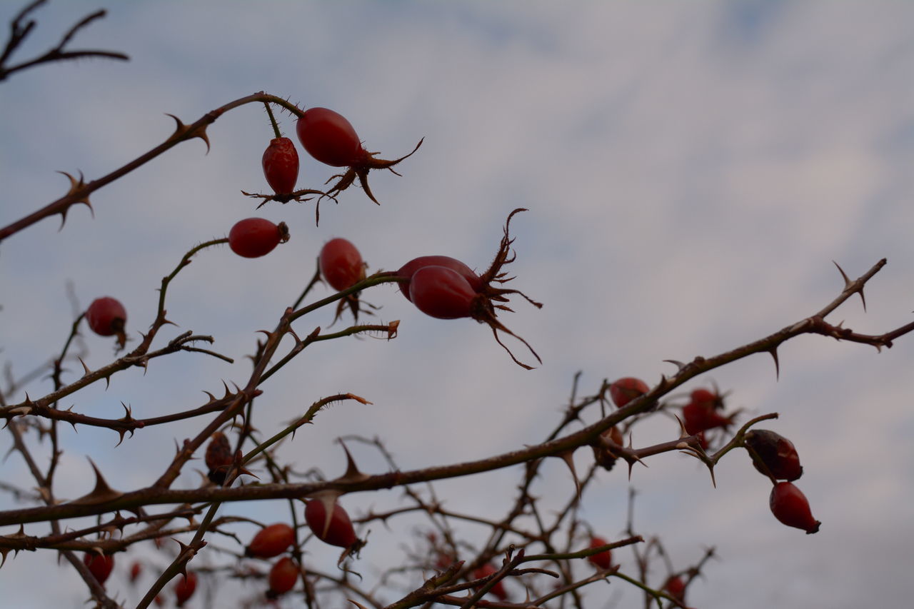 LOW ANGLE VIEW OF RED BERRIES ON TREE