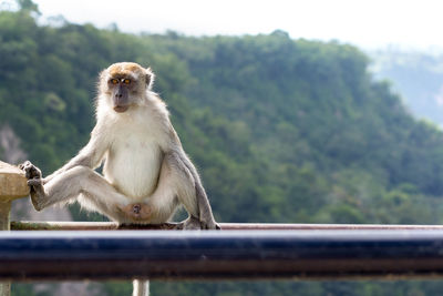 Monkey sitting on railing