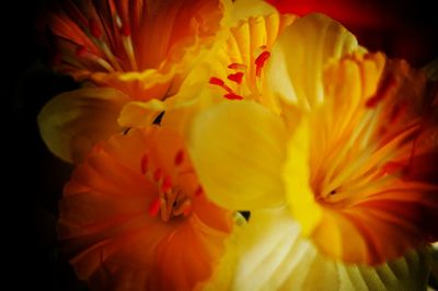 Close-up of yellow flower