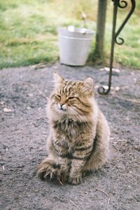 Cat sitting on footpath