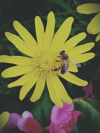 Close-up of bee on yellow flower