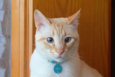 Portrait of white cat at home