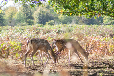 Side view of horses in the forest