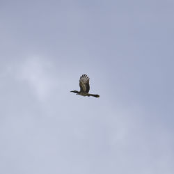 Low angle view of eagle flying in sky
