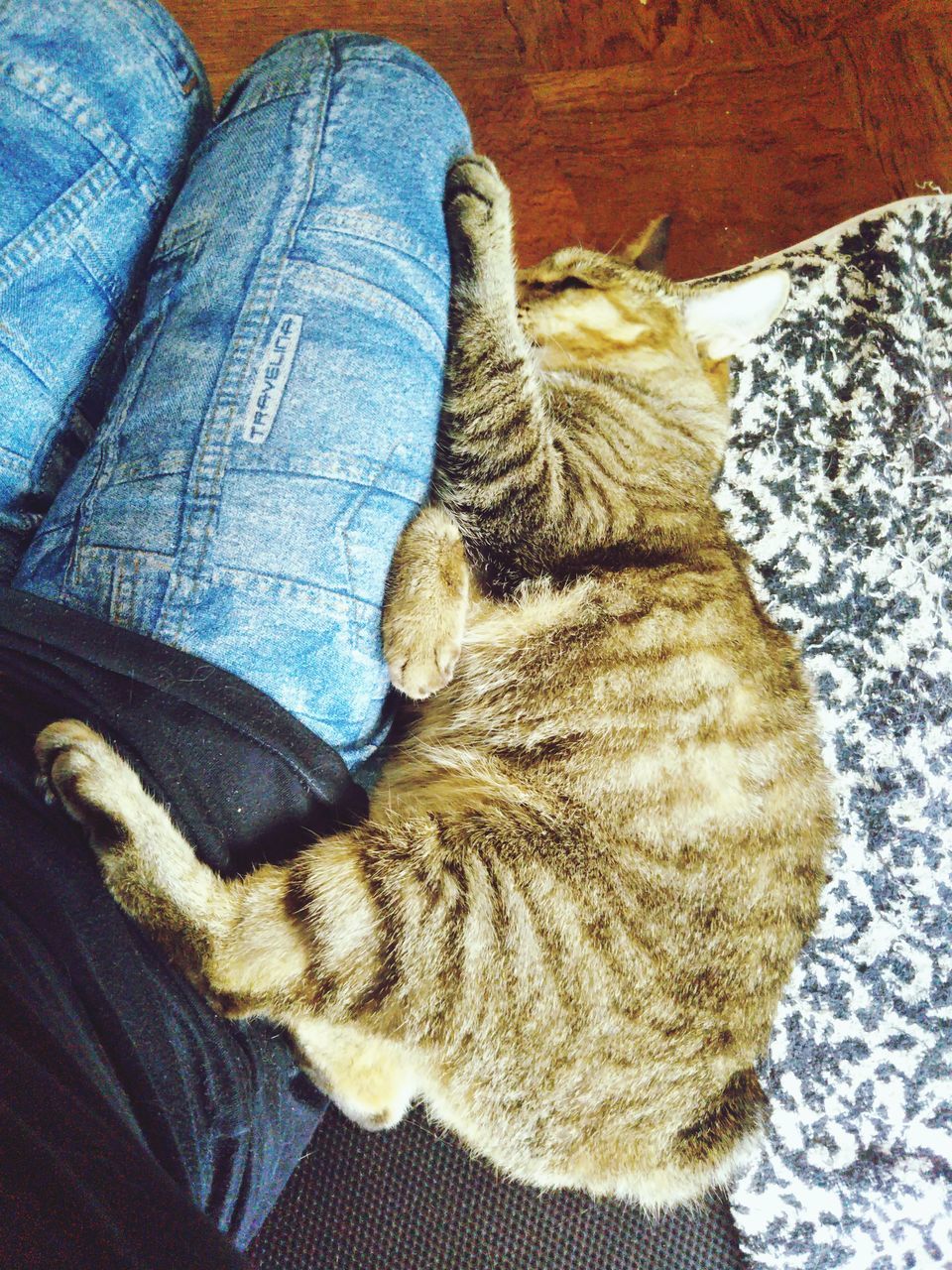 cat, pets, domestic, domestic cat, feline, animal themes, animal, domestic animals, one animal, mammal, vertebrate, relaxation, indoors, human leg, high angle view, casual clothing, human body part, low section, jeans, one person, body part, whisker, pet owner, cozy