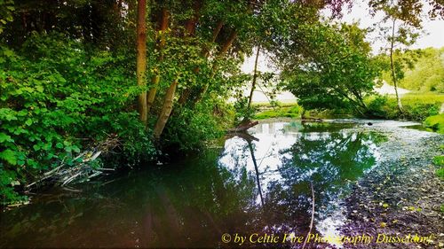 Scenic view of lake in forest