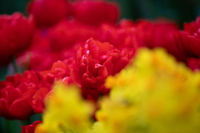 Close-up of red rose flower