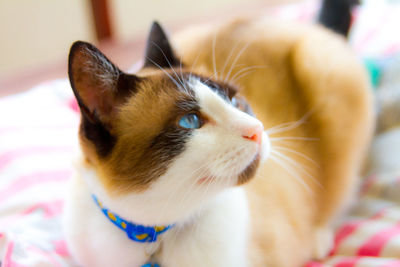 Close-up of cat on bed at home