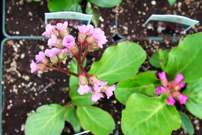 Close-up of pink flowering plant