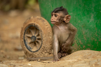 Baby long-tailed macaque sits by green bin