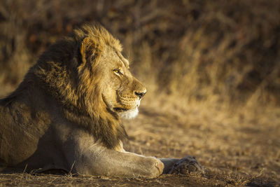 Lion sitting on land in forest