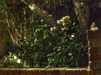 Close-up of plant growing on tree