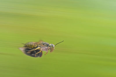 Close-up of insect on green leaf