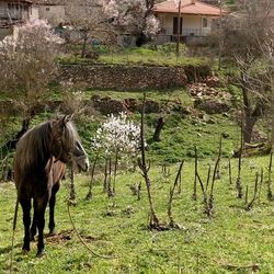 Horse on field