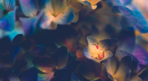 Close-up of flowers in water