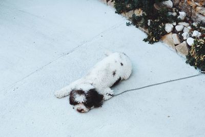 Cute cat lying on floor