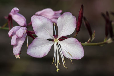 Close-up of pink flowers