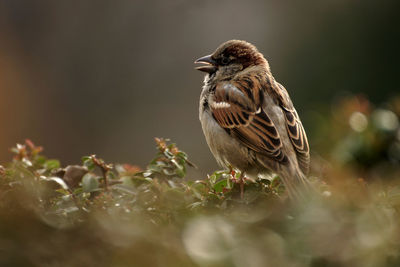 Close-up of bird perching on tree