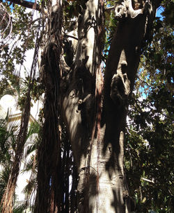 Low angle view of trees in forest