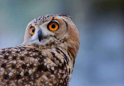 Close-up of alert owl looking away