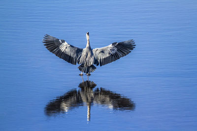 Bird on a lake