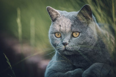 Close-up portrait of a cat