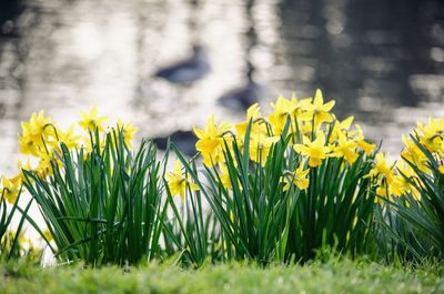 Close-up of yellow crocus flowers blooming on field