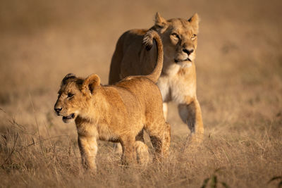 Young male lion crosses grass with lioness