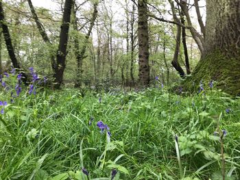 Scenic view of flowering trees in forest