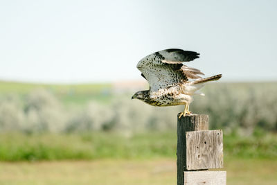 Bird perching on wooden post