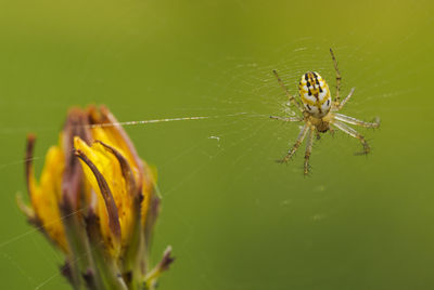 Close-up of spider on web