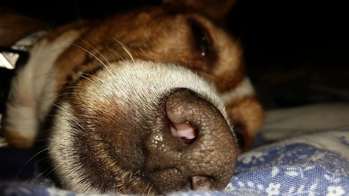 Close-up of dog