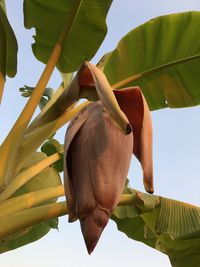 Low angle view of banana tree against sky