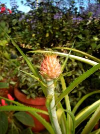 Close-up of flower blooming outdoors