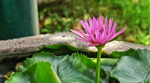 Close-up of pink lotus water lily